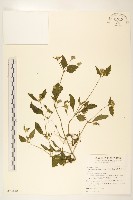 貓腥草藏品圖，第1張