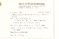 貓腥草藏品圖，第2張