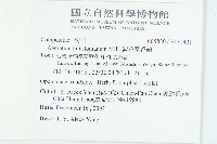 闊葉鴨舌黃舅藏品圖，第2張