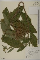 地膽草、毛蓮菜藏品圖，第1張