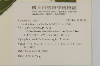 地膽草、毛蓮菜藏品圖，第2張