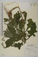 裂葉艾納香藏品圖，第1張