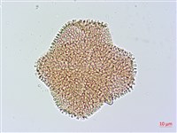 烏面馬、白花藤藏品圖，第2張