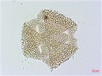 烏面馬、白花藤藏品圖，第3張