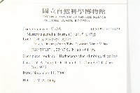 菜欒藤藏品圖，第2張