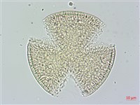 菜欒藤藏品圖，第2張