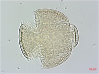 菜欒藤藏品圖，第3張