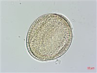 菜欒藤藏品圖，第4張