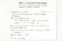 戟葉菜欒藤藏品圖，第2張