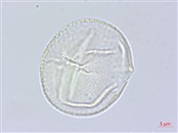 大葉野百合藏品圖，第1張