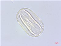 大葉野百合藏品圖，第2張