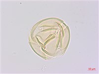 兔尾草藏品圖，第1張