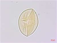 兔尾草藏品圖，第3張