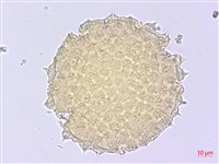 薄葉金午時花藏品圖，第1張