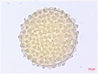 薄葉金午時花藏品圖，第2張