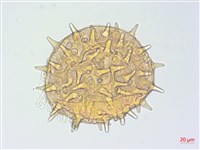 山芙蓉、臺灣山芙蓉、狗頭芙蓉藏品圖，第2張