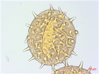 山芙蓉、臺灣山芙蓉、狗頭芙蓉藏品圖，第3張