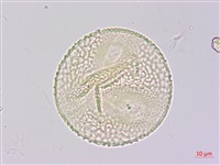 山珠豆藏品圖，第2張