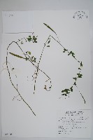 平伏莖白花菜、成功白花菜藏品圖，第1張