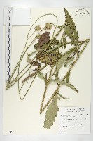 川續斷藏品圖，第1張