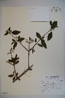 登錄號:S123462藏品圖，第1張