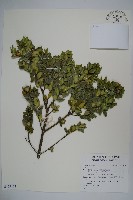 登錄號:S123464藏品圖，第1張