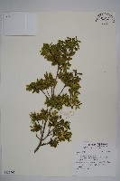 登錄號:S123465藏品圖，第1張