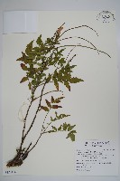 毛子草藏品圖，第1張