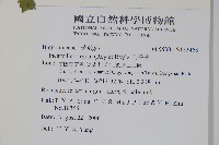 毛子草藏品圖，第2張