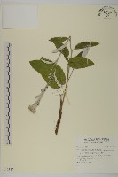 登錄號:S123474藏品圖，第1張