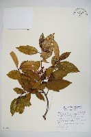 水紅木藏品圖，第1張