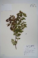 登錄號:S123488藏品圖，第1張