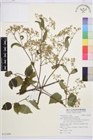 小蓑衣藤藏品圖，第1張