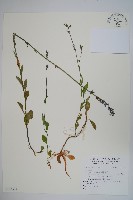 登錄號:S123509藏品圖，第1張