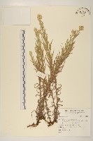 登錄號:S123513藏品圖，第1張