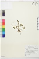 登錄號:S123522藏品圖，第1張