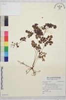 登錄號:S123523藏品圖，第1張