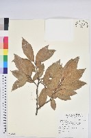 登錄號:S123531藏品圖，第1張