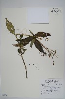 登錄號:S123532藏品圖，第1張