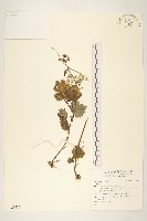 登錄號:S123536藏品圖，第1張