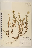 登錄號:S123538藏品圖，第1張