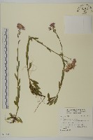 登錄號:S123557藏品圖，第1張