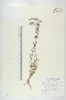 茅膏菜藏品圖，第1張