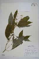 登錄號:S123560藏品圖，第1張