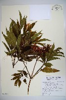 接骨草藏品圖，第1張