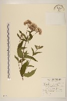 異葉澤蘭藏品圖，第1張