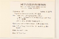 異葉澤蘭藏品圖，第2張