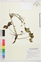 登錄號:S123577藏品圖，第1張