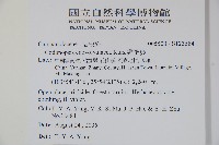 雞蛋參藏品圖，第2張