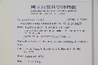 細葉蘭花參藏品圖，第2張